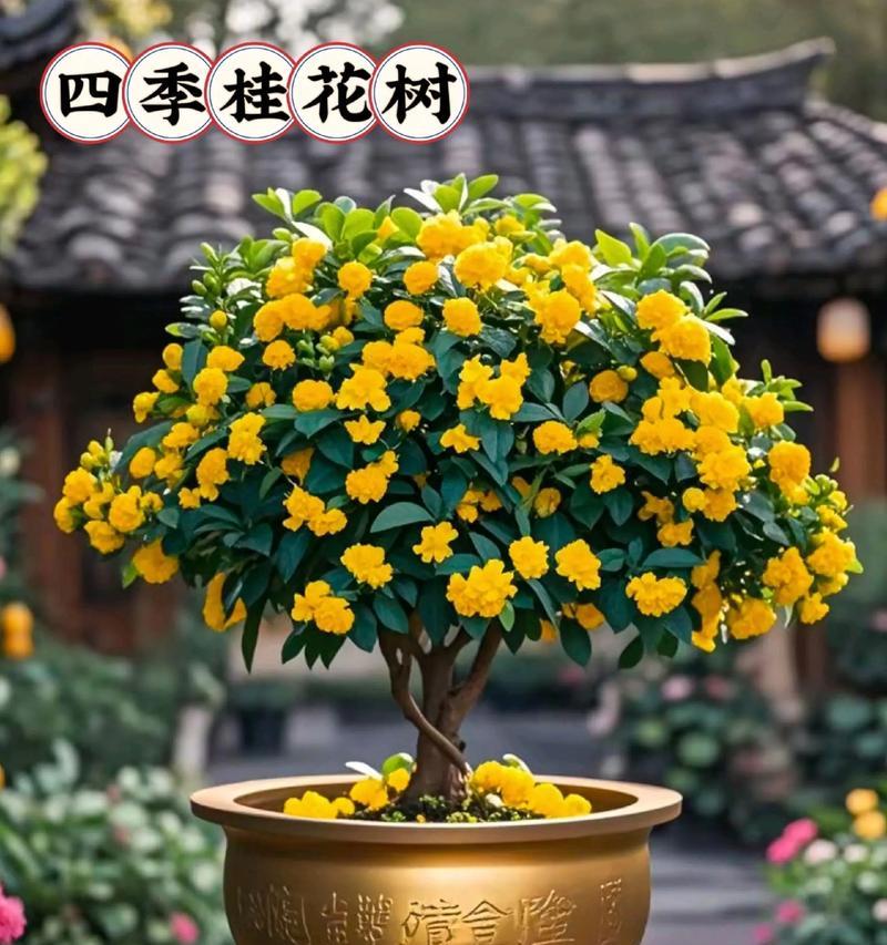桂花树的生长特点和大小（探索桂花树的生长过程及影响因素）