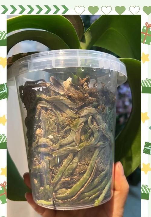 蝴蝶兰与茶叶水的相容性探究（以蝴蝶兰可以浇茶叶水吗的疑问解答）