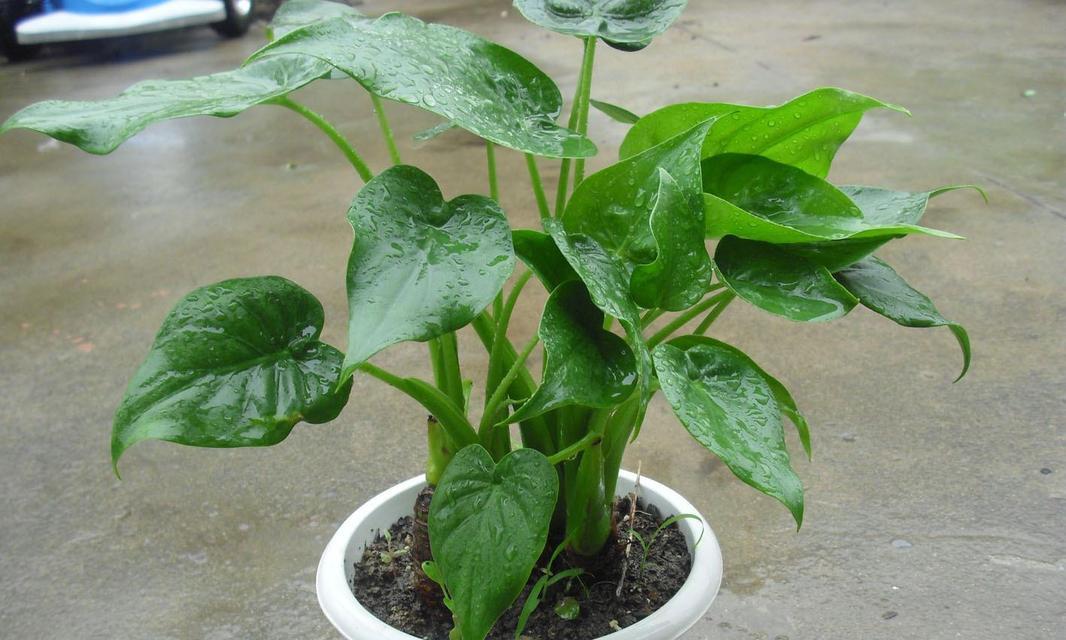 滴水观音（传统中医疗法中的奇迹/利用水滴传递观音之力）