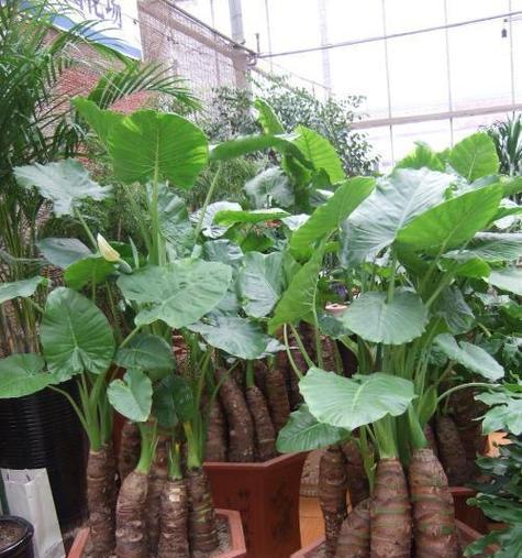 滴水观音水养殖方法——打造绿意盎然的家居花园（以滴水观音为主角，让生活充满生机）