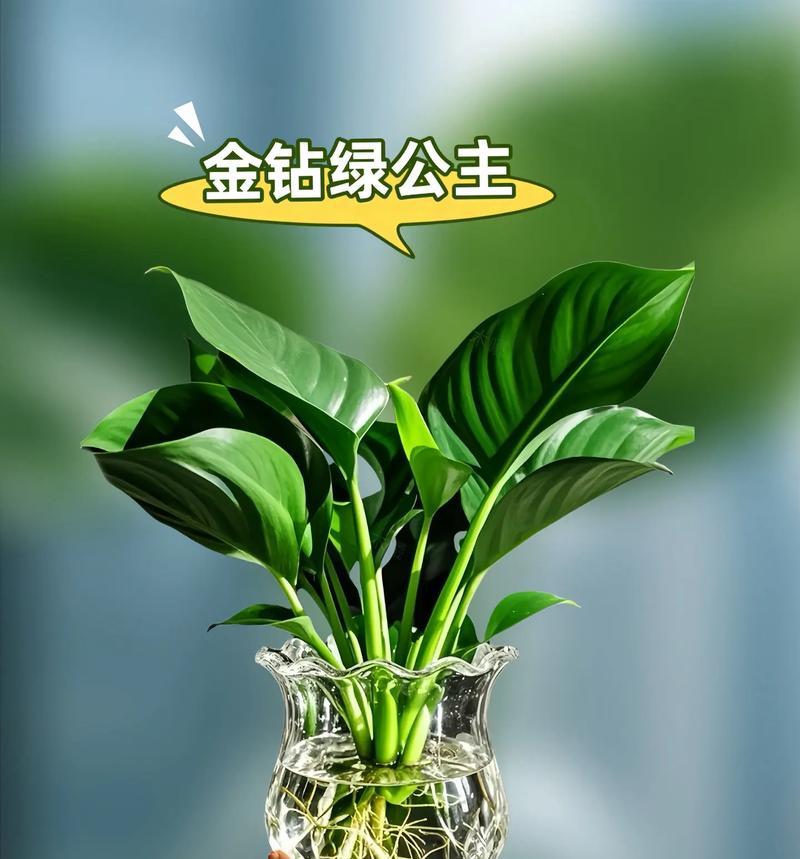 盆栽金钻的养殖方法全面指南（轻松掌握金钻的养殖技巧，打造迷人的盆景空间）