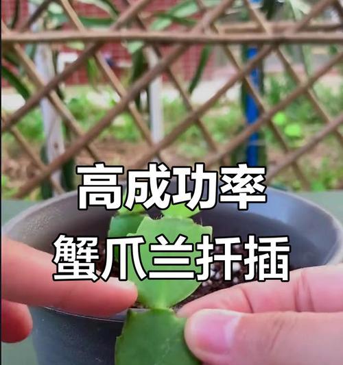 以蟹爪兰扦插要施肥吗？（探讨蟹爪兰扦插过程中的肥料需求）