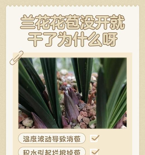 如何正确养护有花苞的兰花