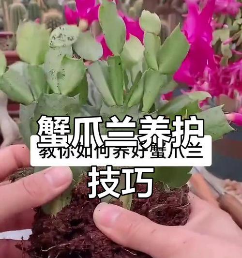 蟹爪兰的正确上盆方法（打造健康蟹爪兰的关键步骤）