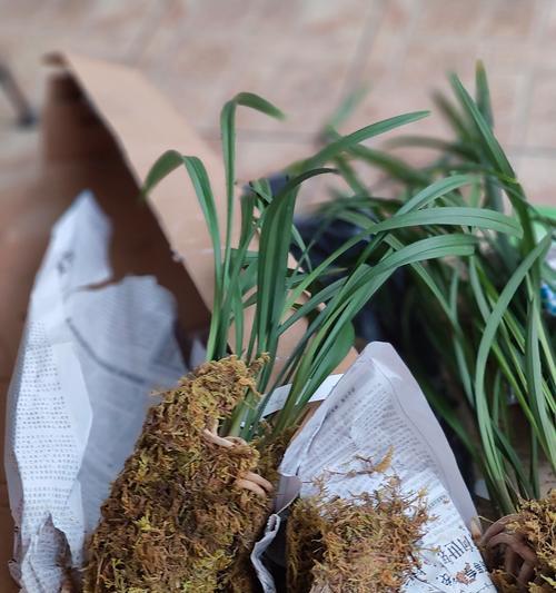 盛放在春天的兰花之美（一朵朵傲人的芳香，映衬着春天的繁华）