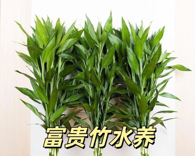 如何正确养护富贵竹（打造宜人居家环境，关注富贵竹养护的技巧与要点）