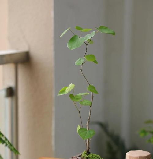紫荆花盆景的种植和养护（打造优雅花园的关键技巧与经验）