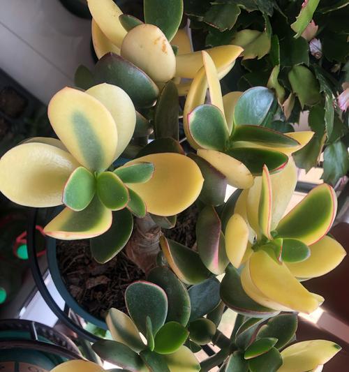 以蟹爪兰可以用松针土养吗？（蟹爪兰适合使用松针土的原因与注意事项）