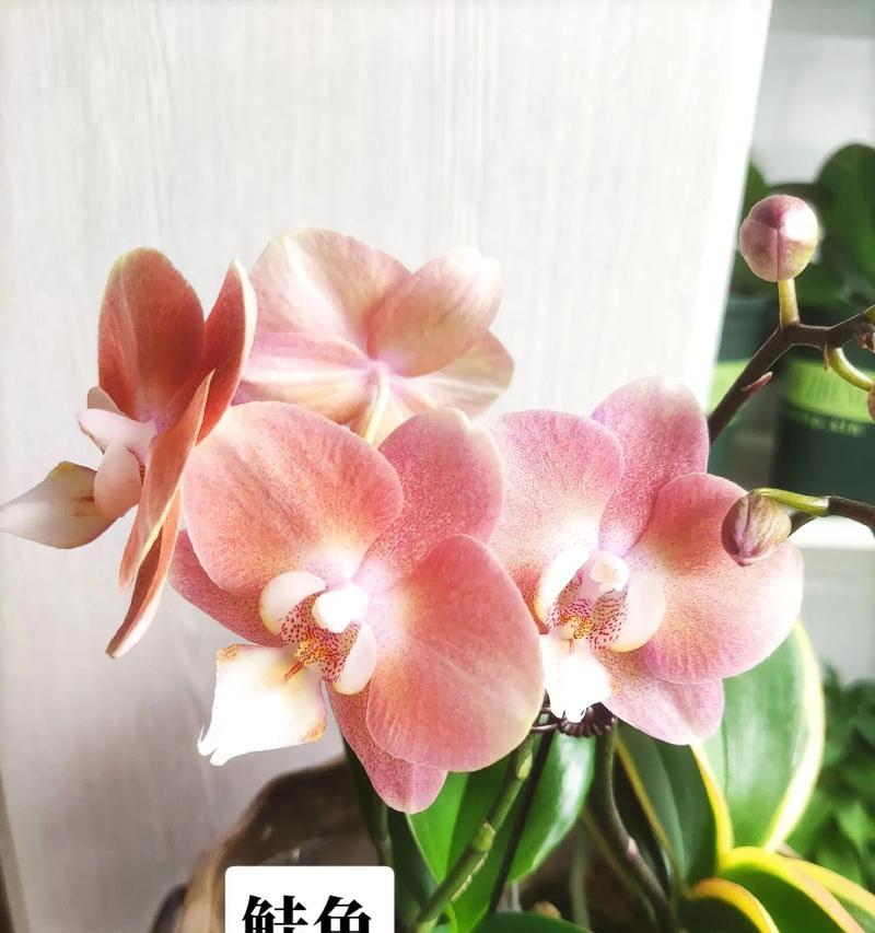 珍稀蝴蝶兰的色彩奇观（探索蝴蝶兰中的珍贵颜色）