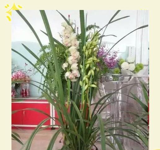 冬季如何科学养护大花惠兰（室内园艺的）