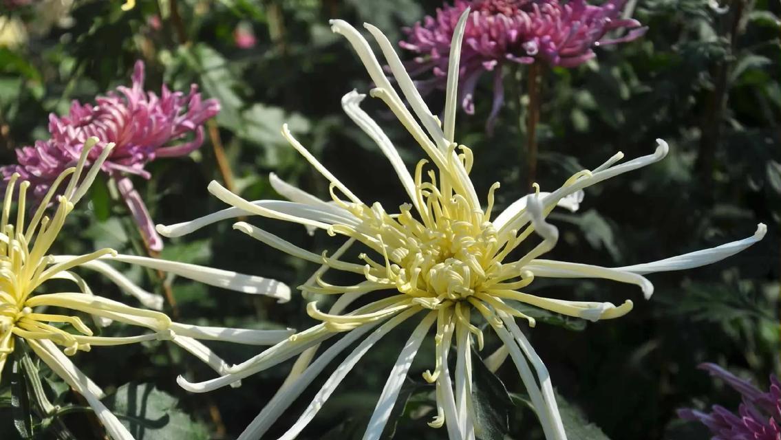 菊花的生命周期及生存能力调查（探究菊花在第二年的生存状况与关键因素分析）