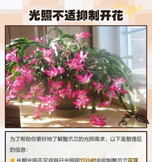 蟹爪兰掉花骨朵的原因及解决方法（揭秘蟹爪兰掉花骨朵的内在原因及有效照料技巧）