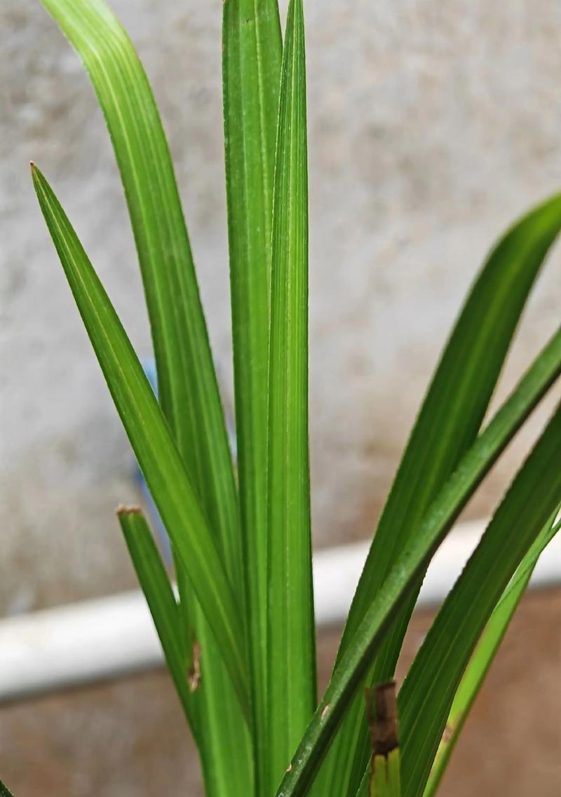 兰花发黄的处理方法（如何使兰花重现生机）