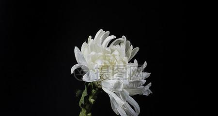 菊花为什么会变黑？（菊花为什么能从黑色恢复成白色？）