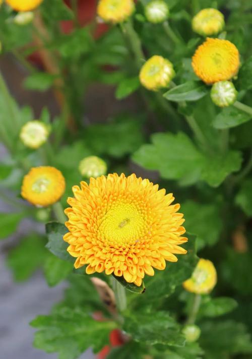 菊花之美（菊花的精神世界与生命启示）