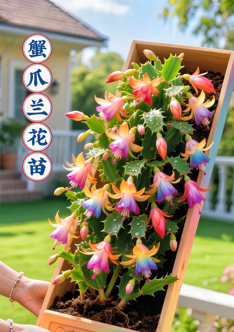 蟹爪兰开花后叶片该如何处理（剪掉还是保留？解开蟹爪兰开花的困惑）