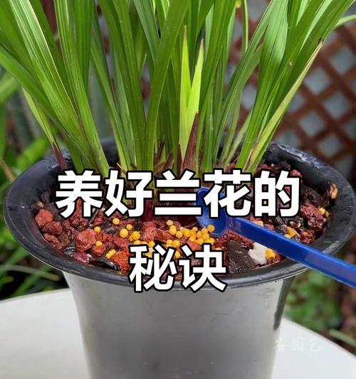 以兰花浇什么容易开花（揭秘兰花开花的养殖秘诀）