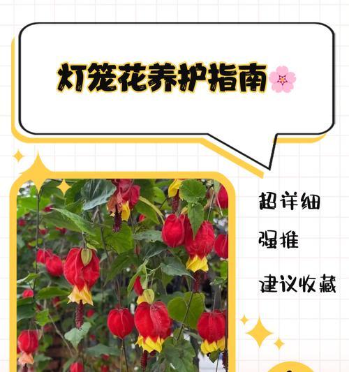 灯笼花扦插开花时间究竟有多长?(灯笼花扦插的耐心等待与绚烂绽放)