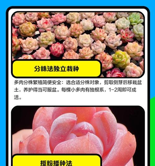 多肉植物的养殖方法（打造绿色家居，快乐养肉）