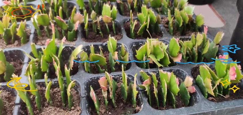 十二月扦插蟹爪兰，轻松种出美丽花园（用关爱和耐心，让蟹爪兰在十二月绽放生机）