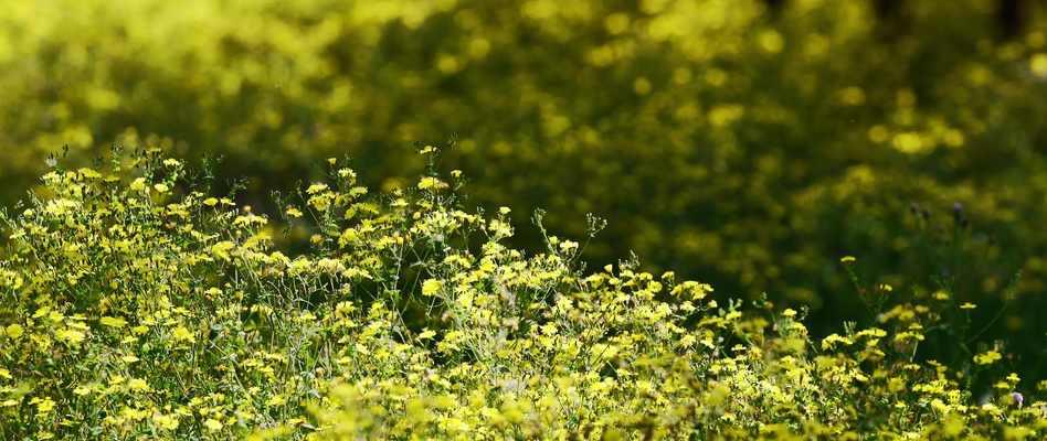 盛夏里的菊花盛宴（唤醒夏日美景的菊花香醇）