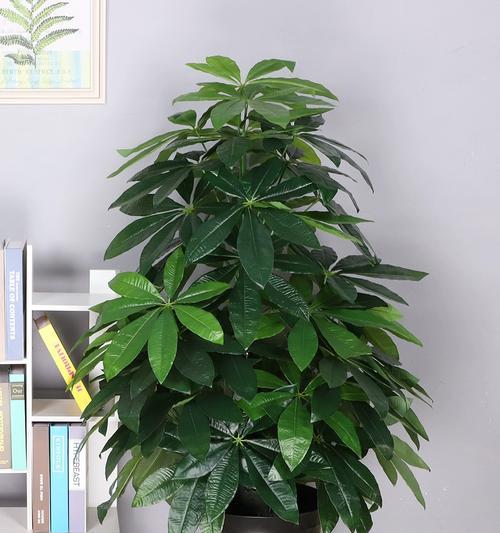 发财树在客厅的最佳位置（打造家居财运必备，提升财富能量的秘诀）