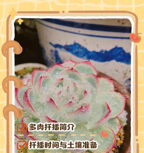 多肉柠檬王子的养殖方法和注意事项（打造小清新的多肉世界，了解多肉柠檬王子的养殖和管理）