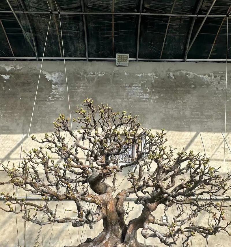 绣花针盆景的修剪艺术（精心修剪，塑造盆景之美）