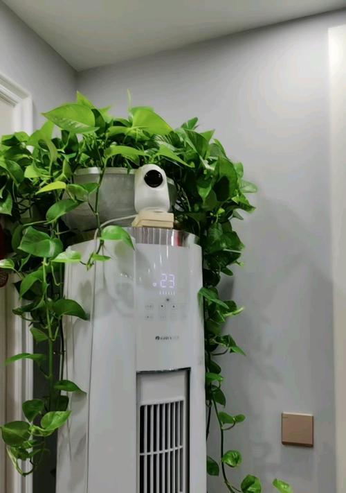 绿萝与睡眠的完美组合（以房间里可以放绿萝睡觉吗）