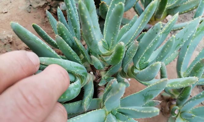 芦荟的品种和用途（了解芦荟的多样品种及其各种用途）