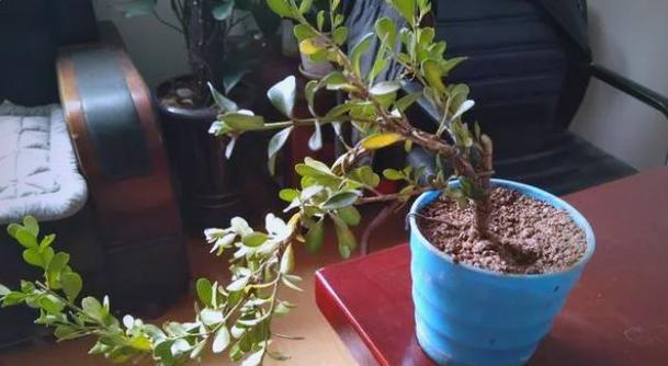 微型盆景养护技巧（打造迷你世界，享受绿色小憩）