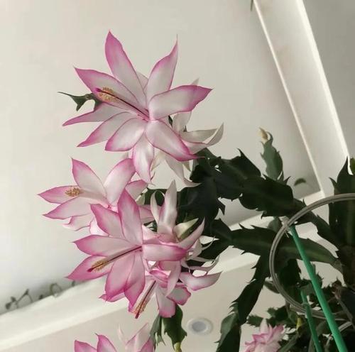 蟹爪兰开花了，绽放生命之美（以扦插的蟹爪兰，勇敢开花的奇迹）