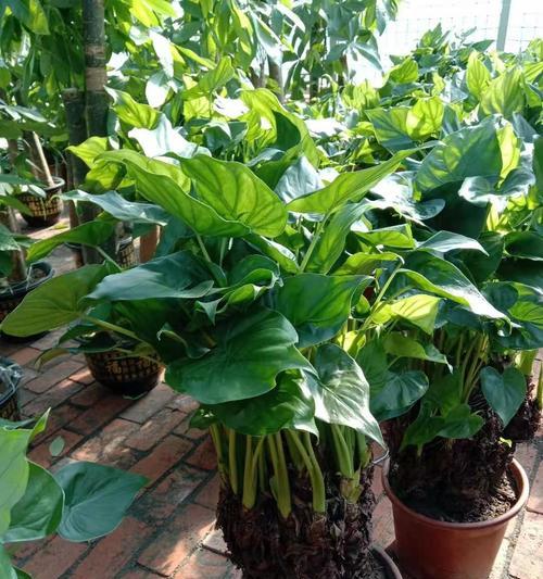 滴水观音（了解滴水观音适宜养殖的环境和条件）