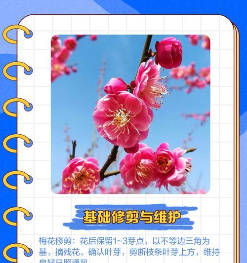 梅花盆景的修剪技巧（如何正确地修剪梅花盆景以促进花后生长）