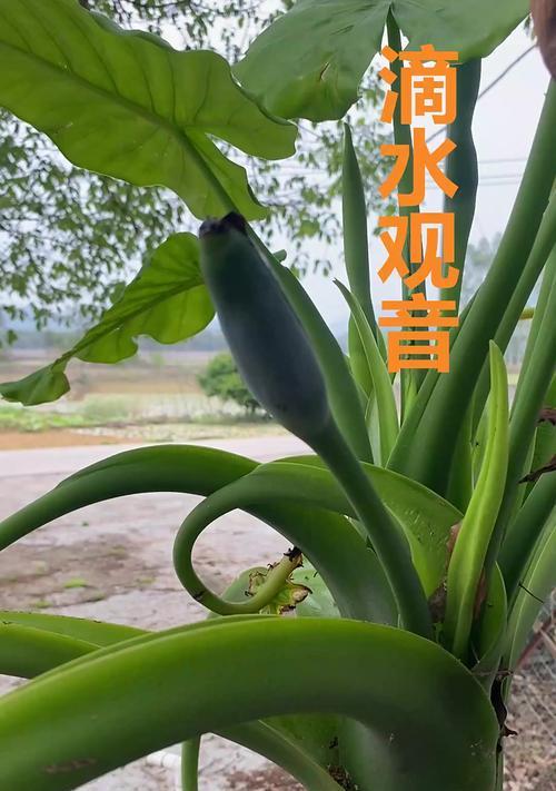 滴水观音（重拾自然之恩，净化身心灵）