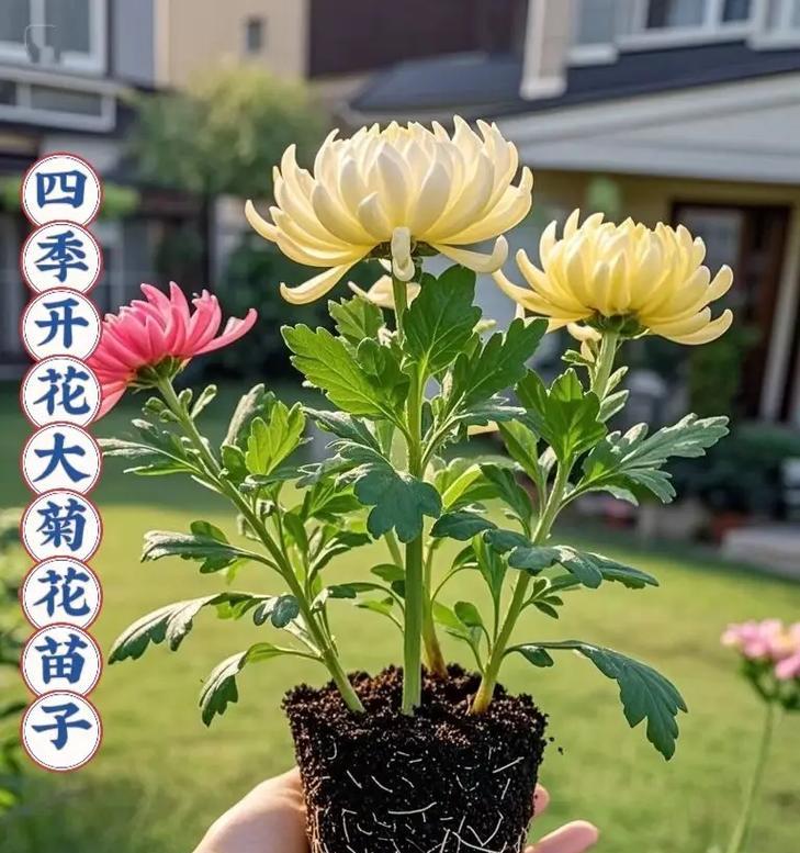 菊花的生命力之惊人！（第二年绽放，彰显坚韧不拔的精神）