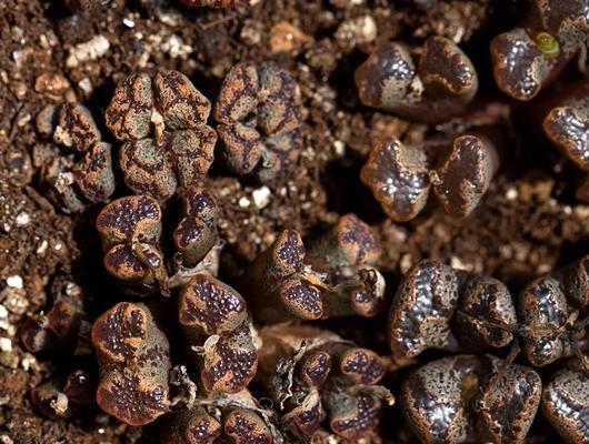 如何养殖勋章？（以勋章的养殖方法为主题的详细指南）