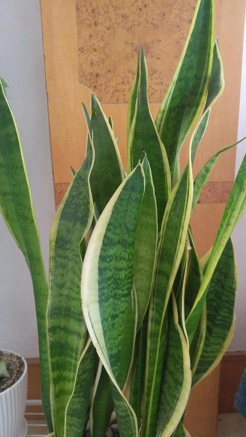 虎皮兰的养殖技巧与注意事项（打造宜居环境，轻松养活虎皮兰）