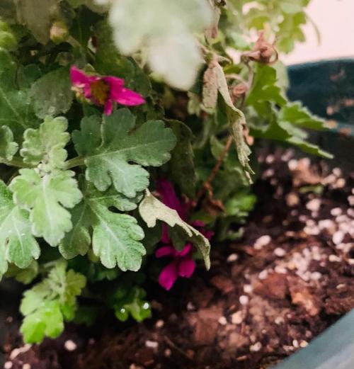 菊花为何变黑？（探寻菊花变黑的原因及防治方法）