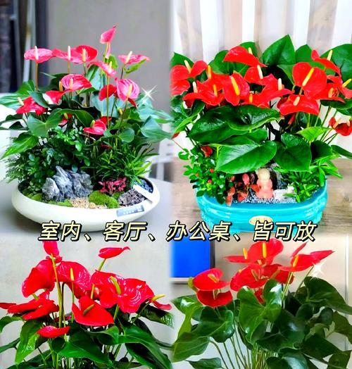 红掌室内养殖方法（科学养护，打造绿意生活）