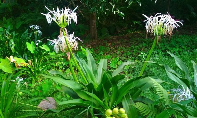 冬季养殖文殊兰的方法与技巧（打造温暖舒适的冬季兰花天堂）