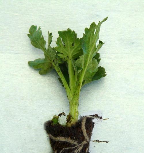 菊花的扦插育种方法与技巧（探索菊花扦插育种的秘密，打造花圃的灵动之美）