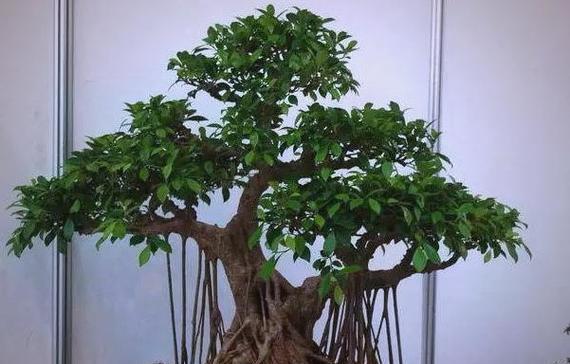 室内盆景榕树的养护技巧（打造健康繁茂的室内盆景榕树）