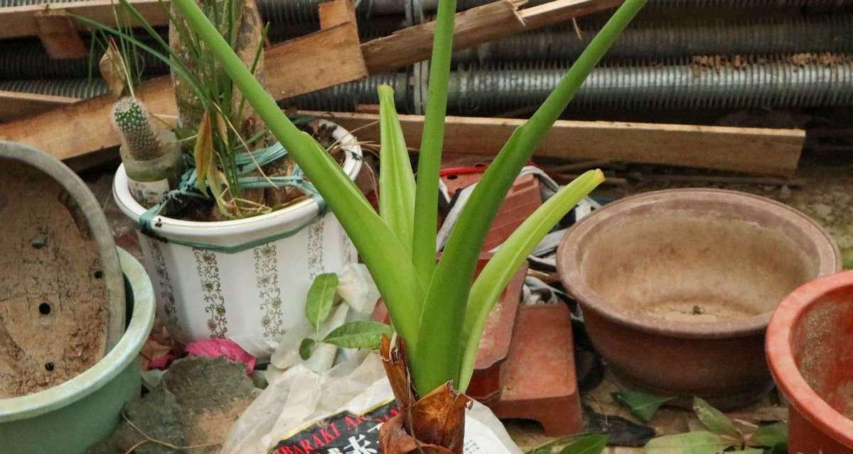 滴水观音养殖方法及其毒性分析（了解滴水观音养殖的正确方法，防范其潜在毒性风险）