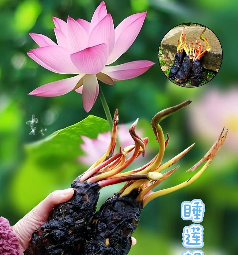 睡莲养殖的方法与技巧（打造美丽庭院的秘诀，轻松养护睡莲）