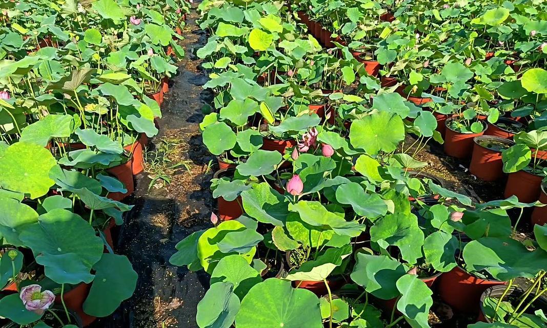 以睡莲是水生植物吗？（揭秘睡莲的生长环境和特征）