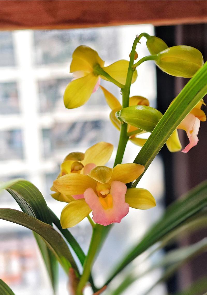 兰花为何无法开放（揭开兰花开放之谜）