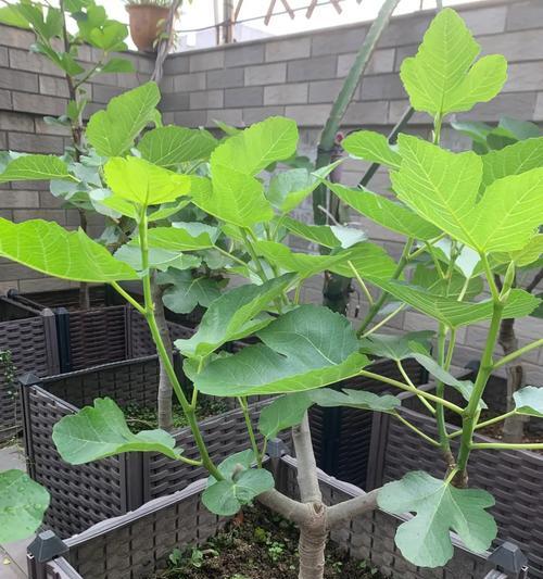 无花果盆景的养殖与美化技巧（以无花果为基础，打造独特盆景装饰）