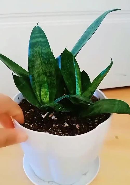 十一月份的最佳扦插时间——虎皮兰（了解虎皮兰的繁殖技巧，打造绿色家园）