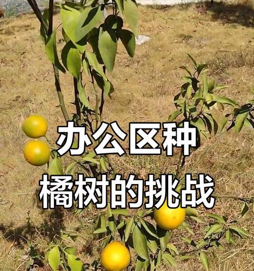 如何正确浇水山上的橘子树（山地橘子树养护秘籍，让果实更甜美）